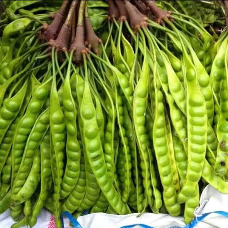 

PETE LONJOR PAPAN PANJANG