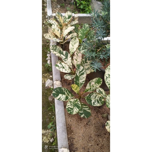 kamboja varigata- plumeria varigata rare item