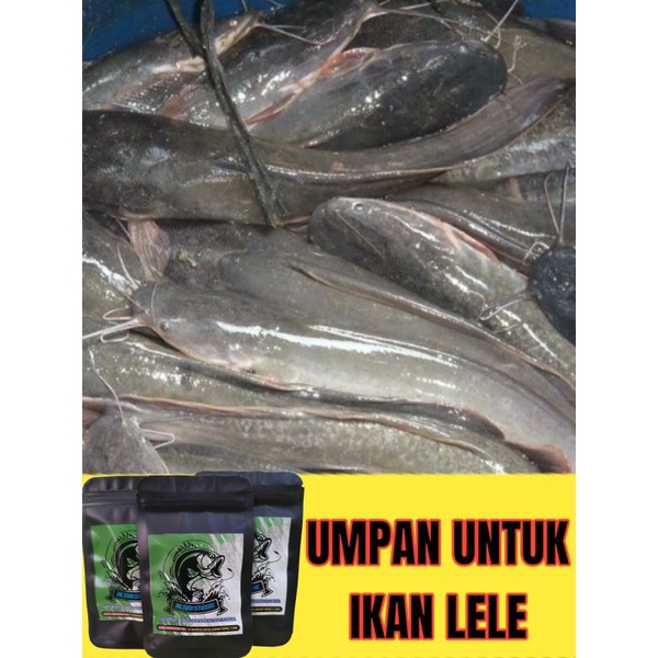 [BAYAR DI TEMPAT] Serbuk Umpan Pengumpul Ikan Lele
