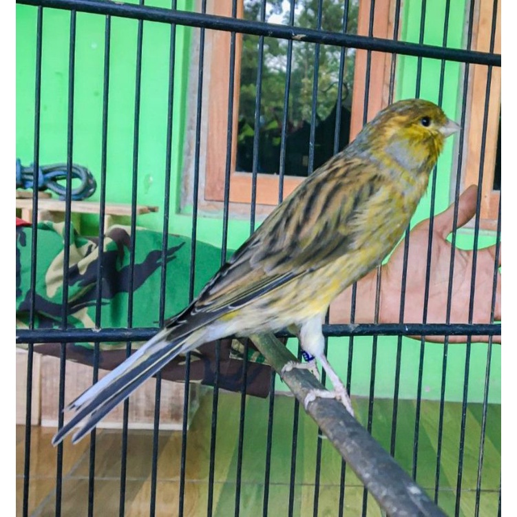 burung kenari ijo botol bahan riwikan jantan