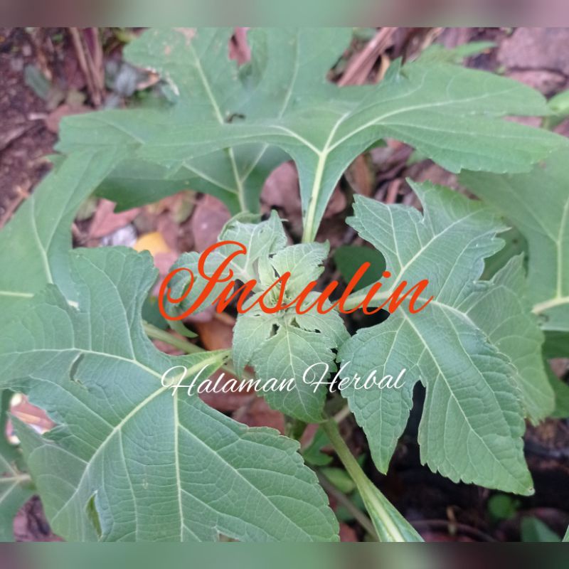

Daun insulin herbal fresh 500 gram