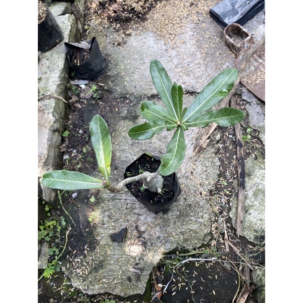 Adenium Bunga Tumpuk Hasil Grafting ID random Kamboja Jepang Tumpuk