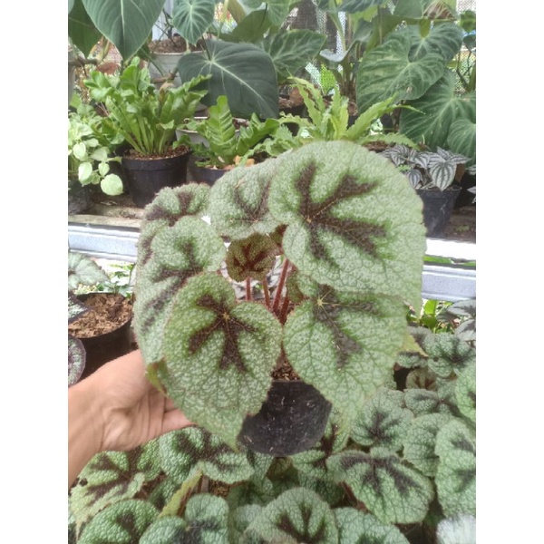 Begonia tapak macan tanaman hias