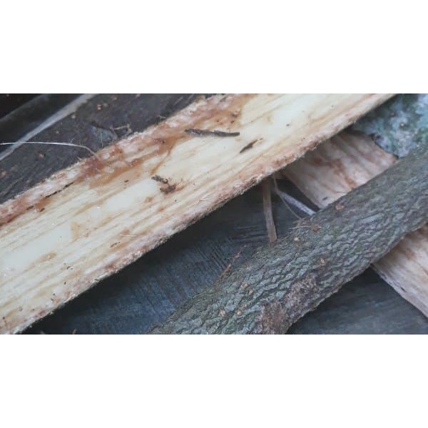 

Kulit Pohon Daun Waru Segar untuk obat herbal