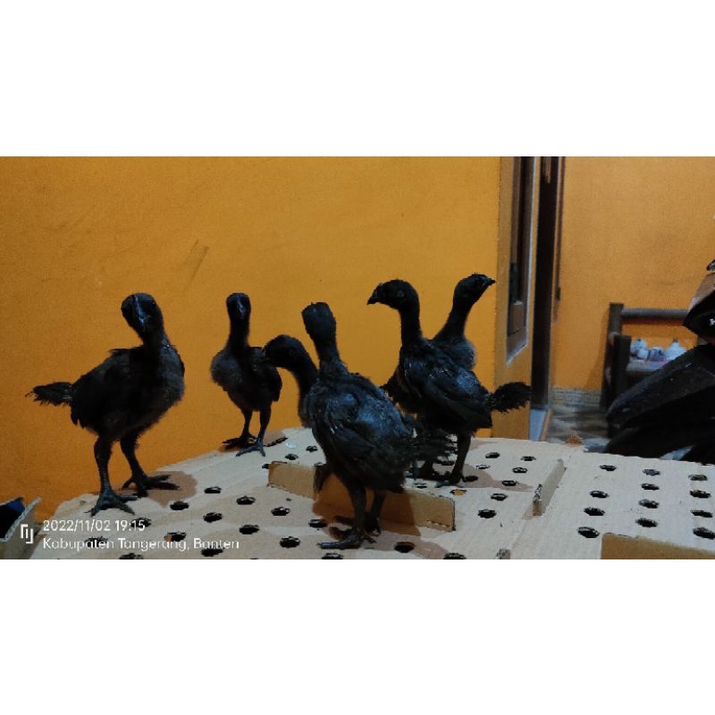 anak ayam cemani (harga/ekor) usia 2 Minggu an (pengiriman hanya daerah Jabodetabek)