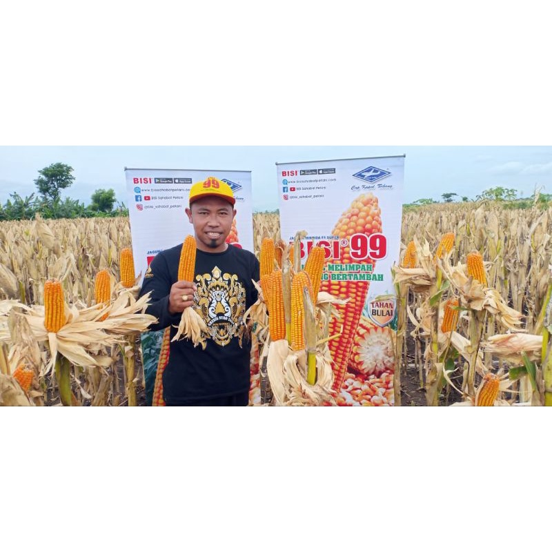 JAGUNG HIBRIDA BISI 99
