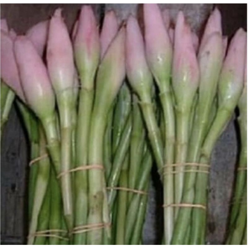 

bunga kecombrang per 500GRAM