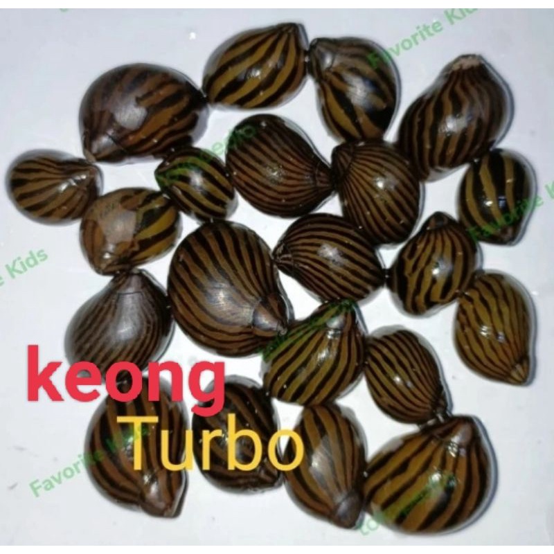 keong turbo