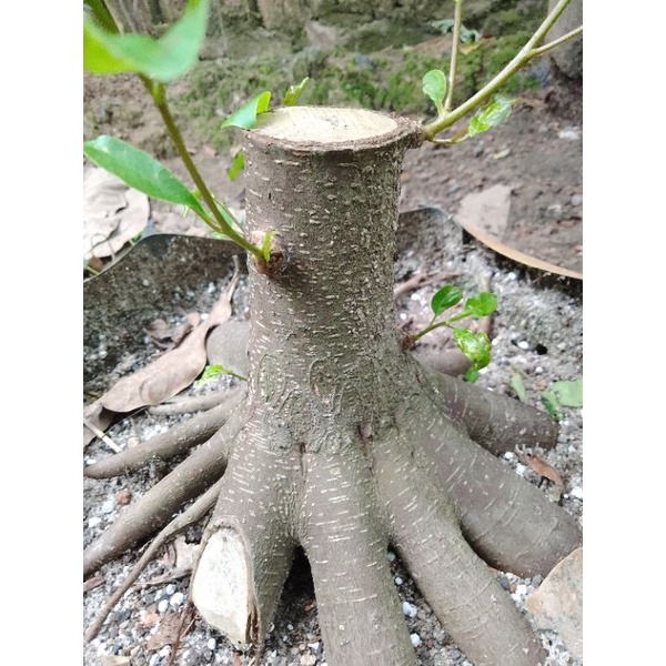 bahan bonsai iprik pucuk merah
