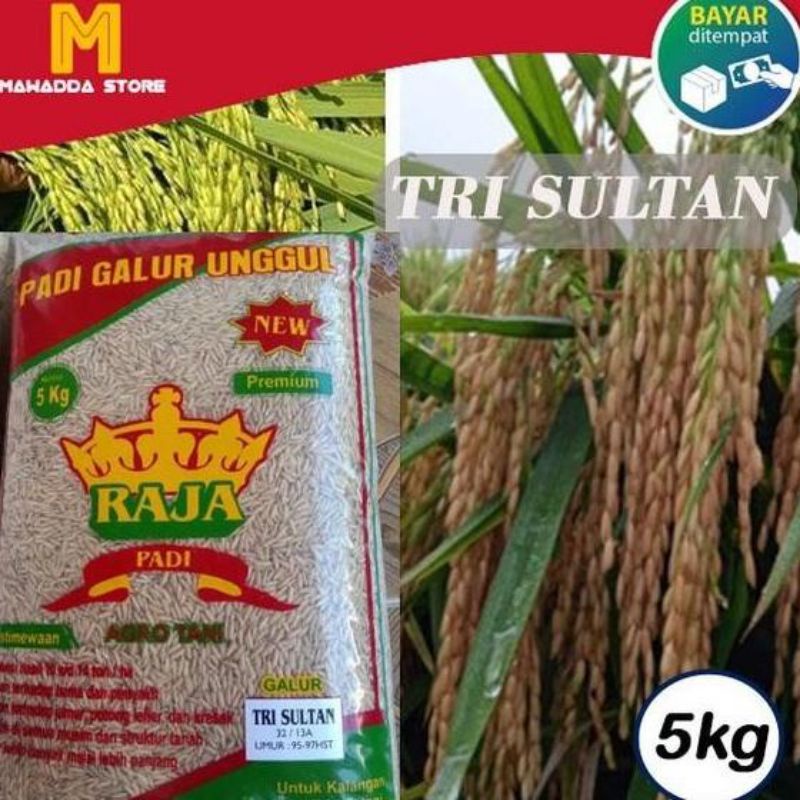 Bibit Padi Unggul Tri Sultan Benih padi Trisultan 5KG