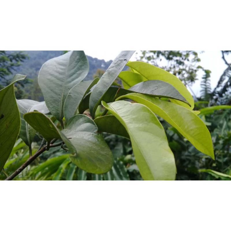 

Daun pala segar 100 gram