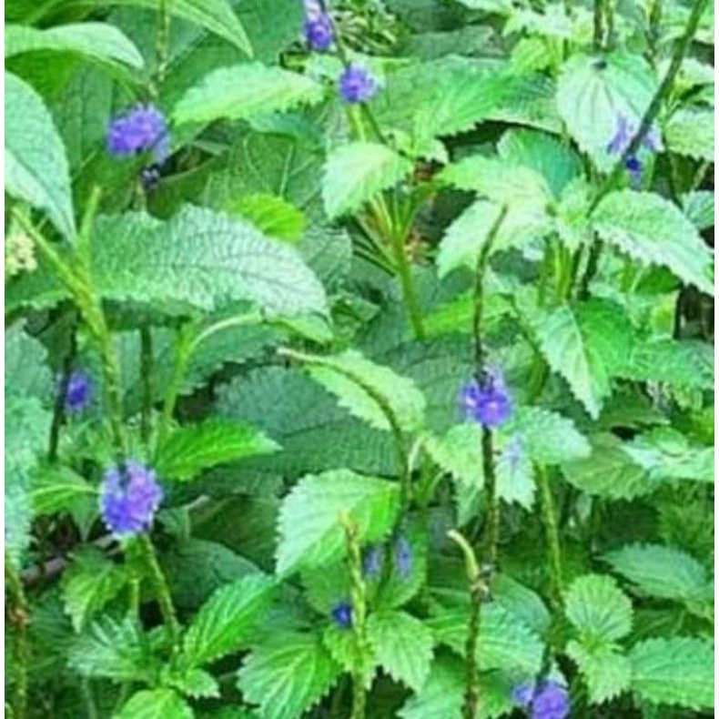 

daun herbal tradisional 200.gr