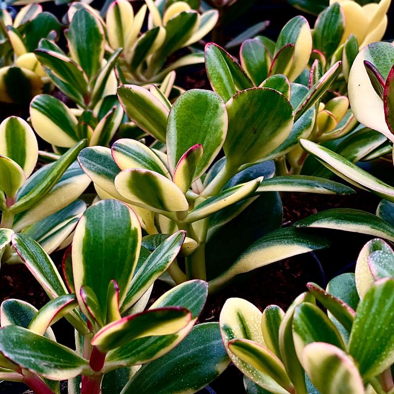 Sukulen Jade Plant