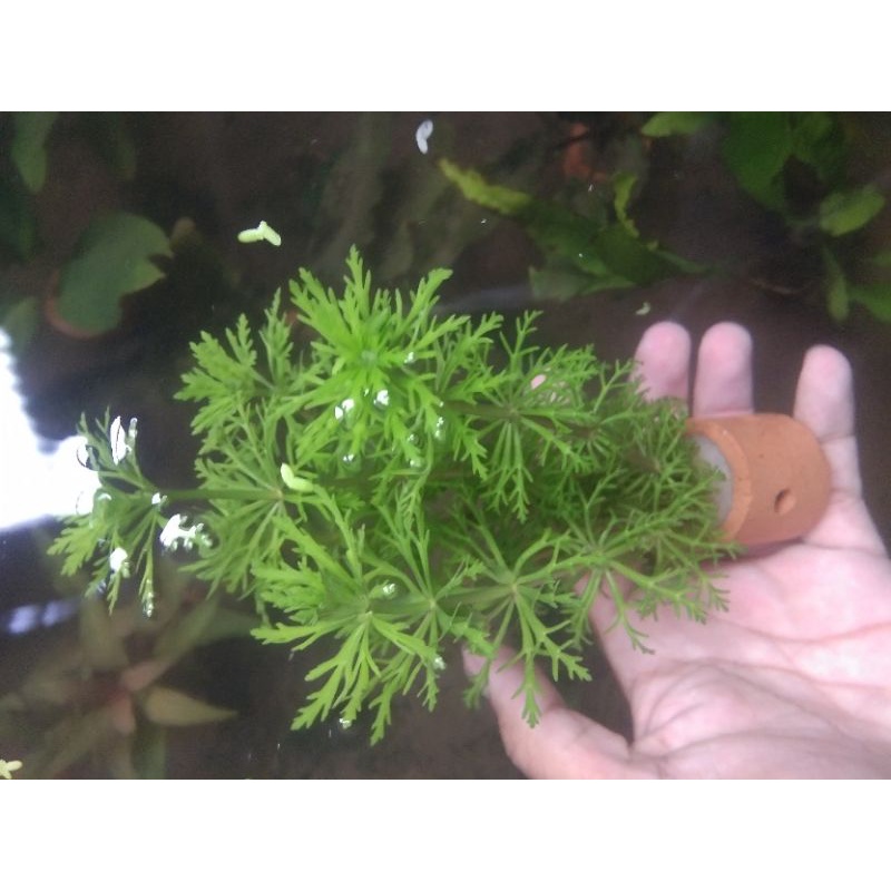 sisilisflora per pot tanaman aquascape