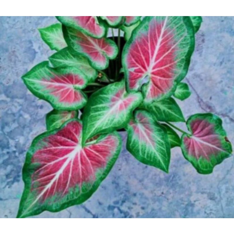 THAI SERIES CALADIUM/KELADI HYBRID THAILAND/LOVE SHOP MILLENIAL