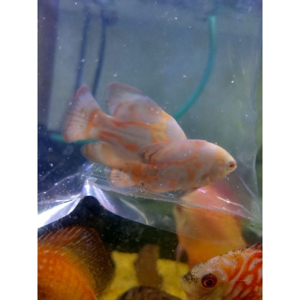 

ikan oscar albino good marking / oscar nemo