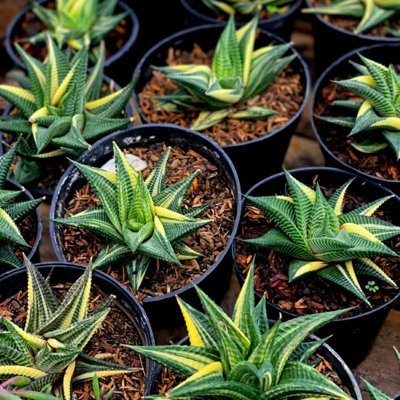 Sukulen Haworthia Limifolia Varigata Biasa