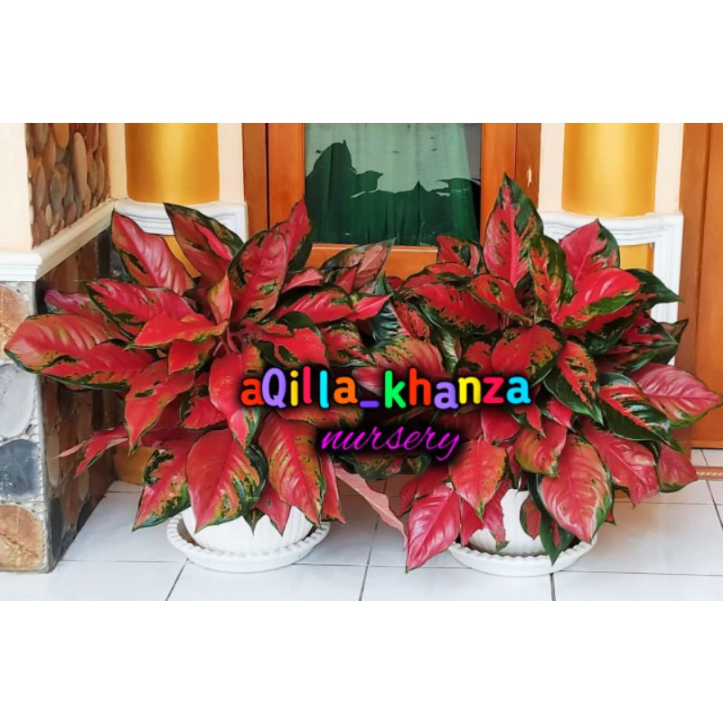 Aglonema Camelon Special