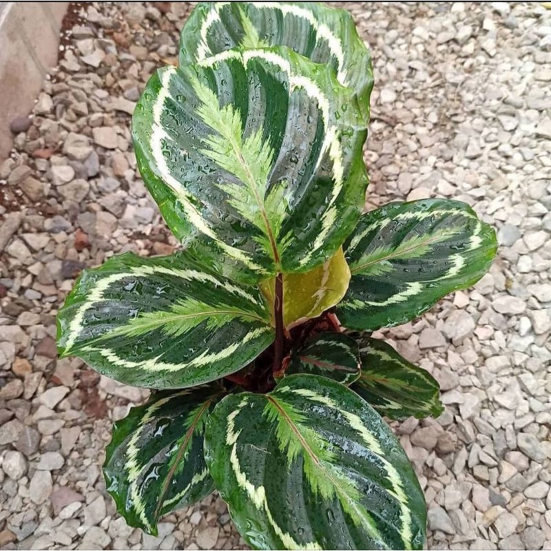 Calathea Medalion