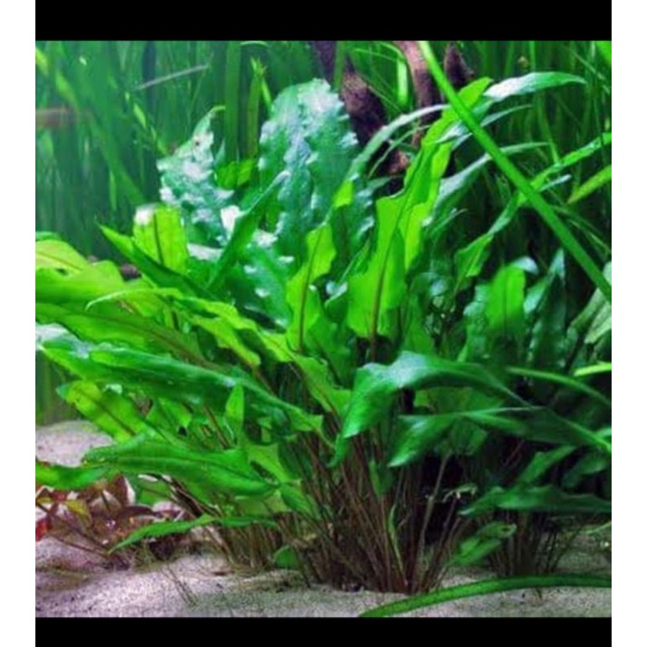 30 batang criptocoryne Gren