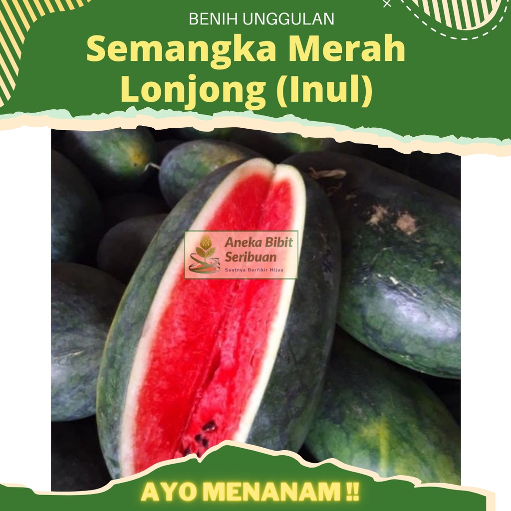 Semangka Merah Lonjong (INUL) Semangka Hibrida F1 &quot;WINDA&quot; Benih Pertiwi