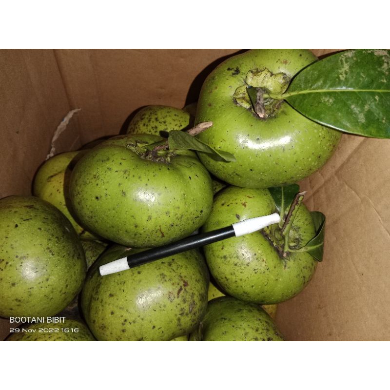 

Buah Black Sapote Manis 60rb isi2