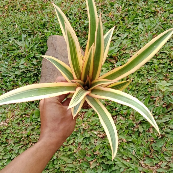 bibit pohon nanas merah hias/nanas merah hias/nanas merah FREESS