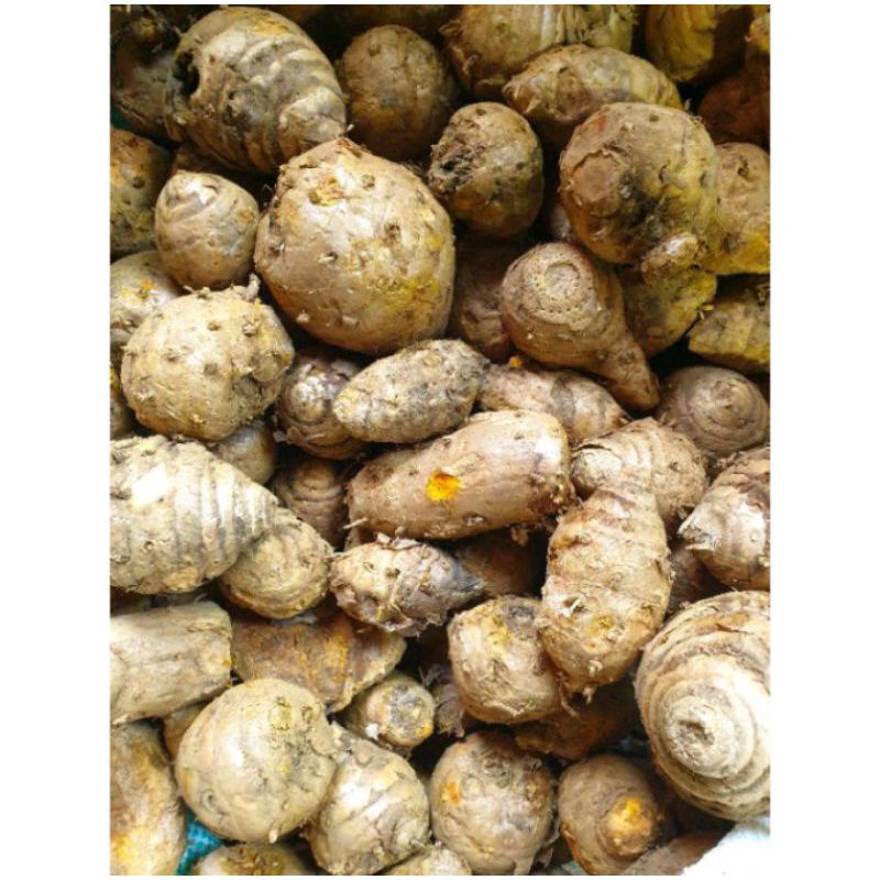 

Biang kunyit empunya kunyit obat herbal