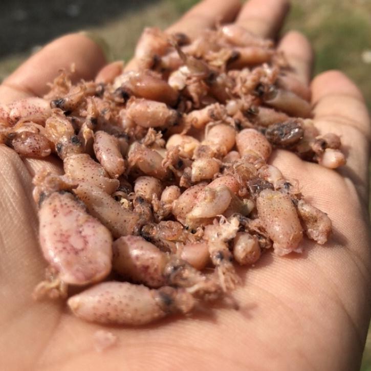 

え BABY CUMI KERING PREMIUM 100 GRAM UKURAN 0,5 GRADE A CUMI MENTAH TERLARIS ㊢