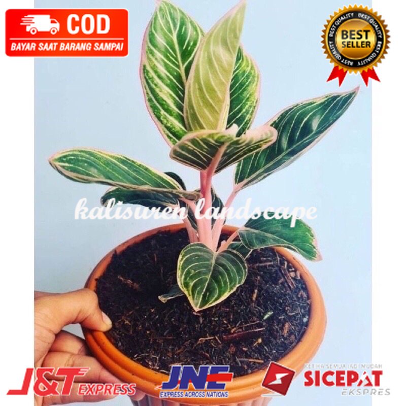 promo bibit aglonema minion anakan