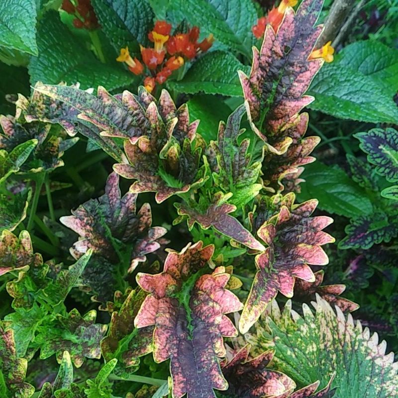 Tanaman hias miana premium id ekor naga pelangi