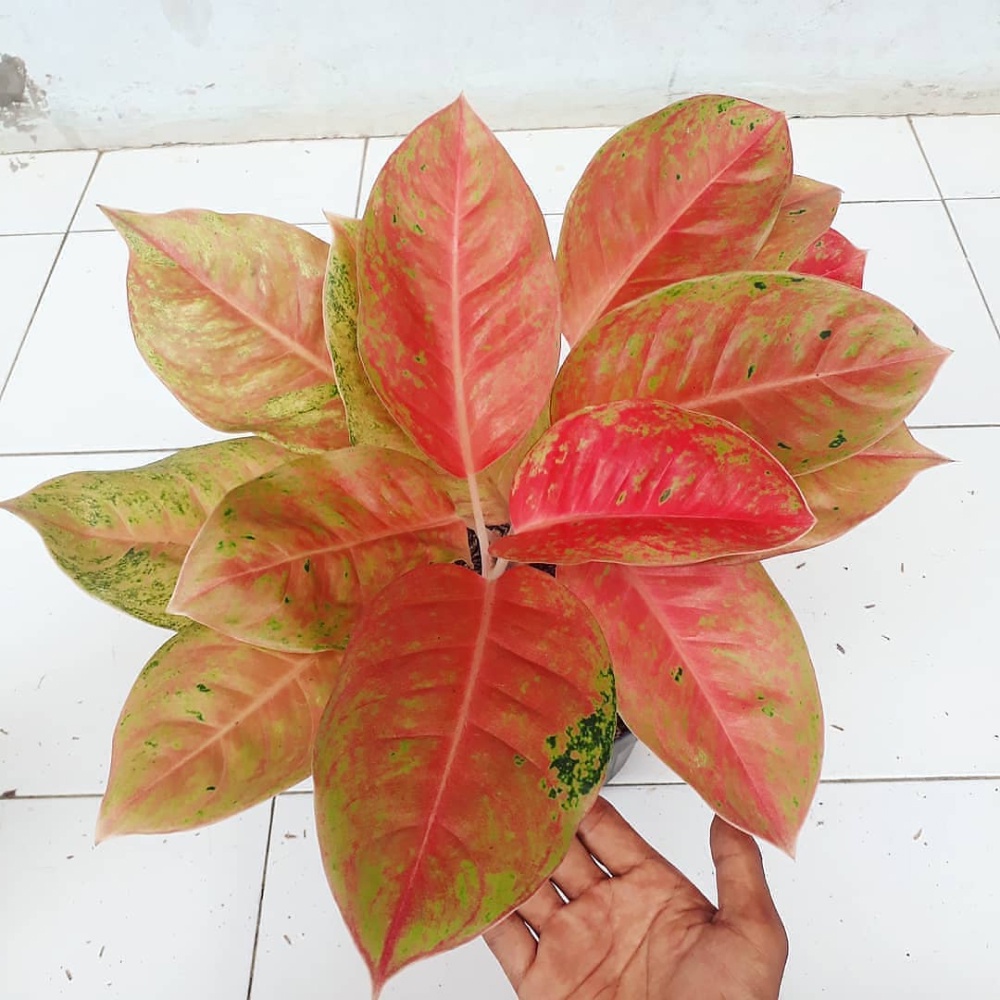 Aglonema Big Roy Mutasi