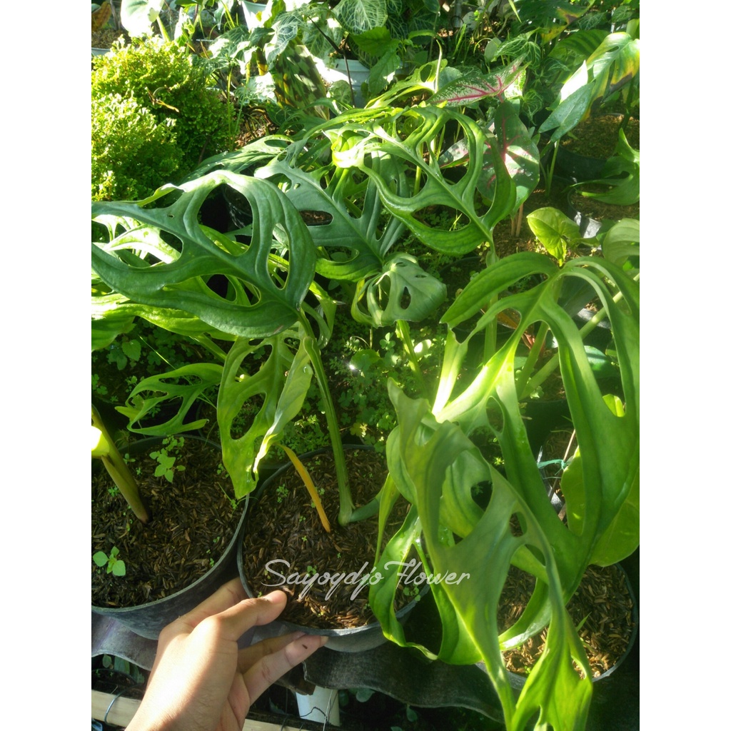 Tanaman hias Janbol / Monstera janda bolong jumbo