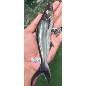 bibit ikan patin size 16-18cm
