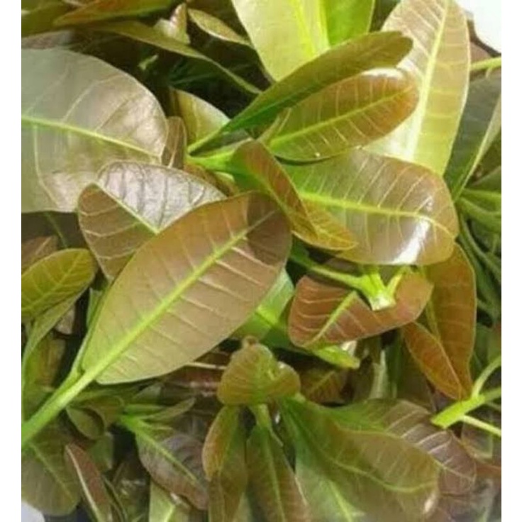 Pucuk daun jambu mede mete jambu monyet segar