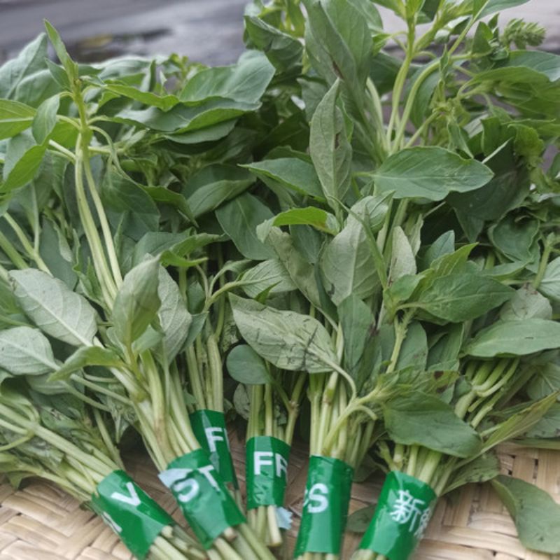 

Kemangi | Lalapan kemangi