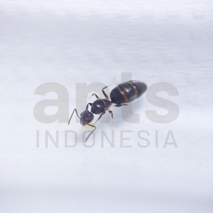 Technomyrmex Albipes - Ant Queen - Ratu Semut