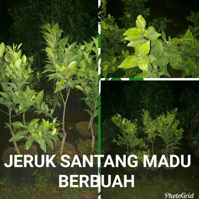 Terlaris BIBIT JERUK SANTANG MADU ASLI BERBUAH BESAR HASIL CANGKOK BAYAR DI TEMPAT POHON BUAH MEDIA