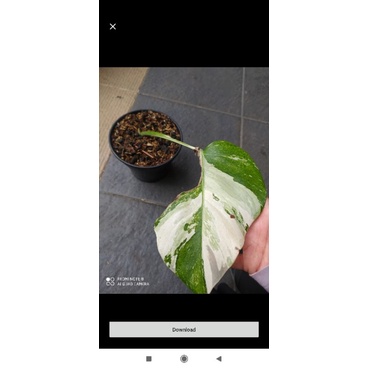 monstera variegata marble