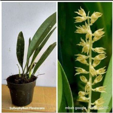 anggrek Bulbophyllum flavescens