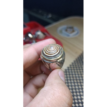 Batu akik fosil keong