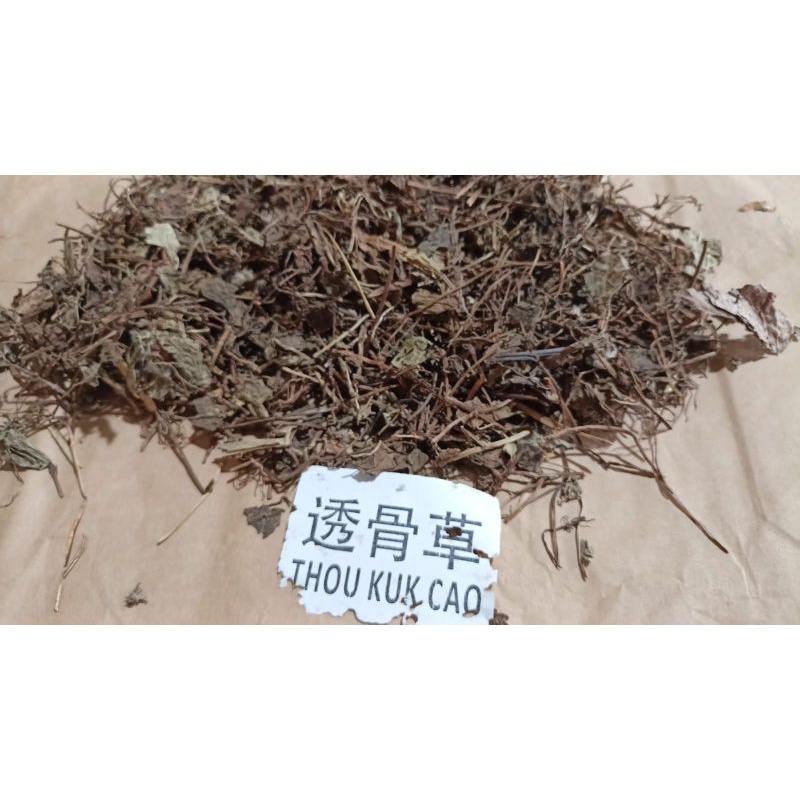 

10 G 50 GR 100 GRAM 透骨草 TOU GU CAO PHRYMA LEPTOSTACHYA