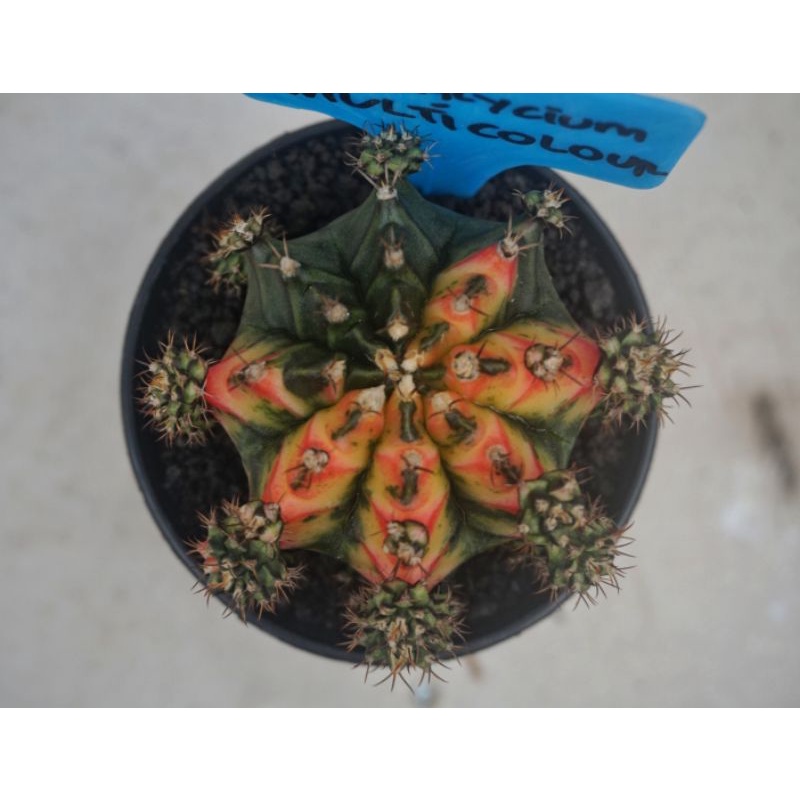 Kaktus cactus Miha Multicolour Induk