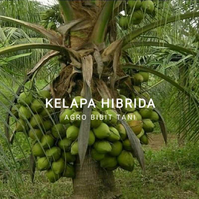 bibit kelapa hibrida unggul kelapa hijau