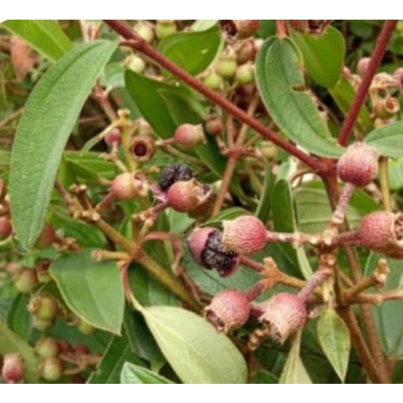 

Buah harendong mentah 250 gram