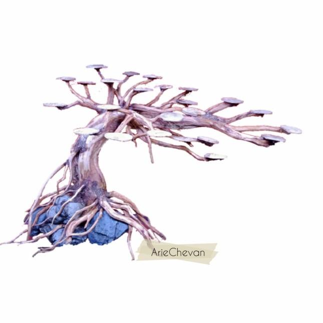 bonsai doyong aquascape aquarium