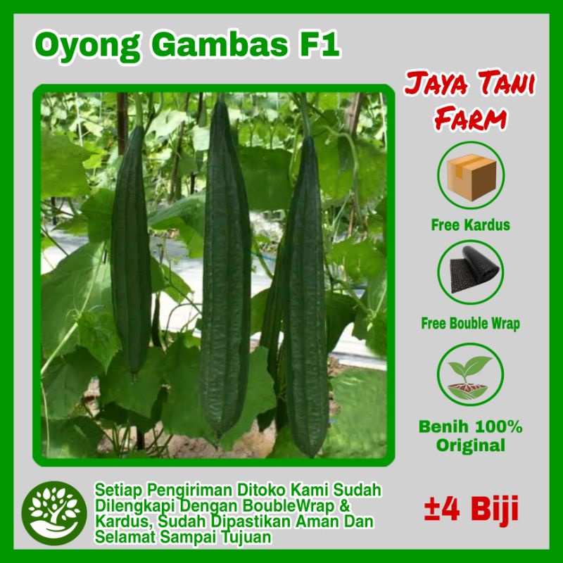 4 Biji Benih Oyong Bibit Oyong Gambas Hibrida / Benih Sayuran / Bibit Sayuran / Biji Sayuran / Benih