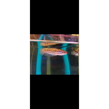 chana argus piton 6 7  cm