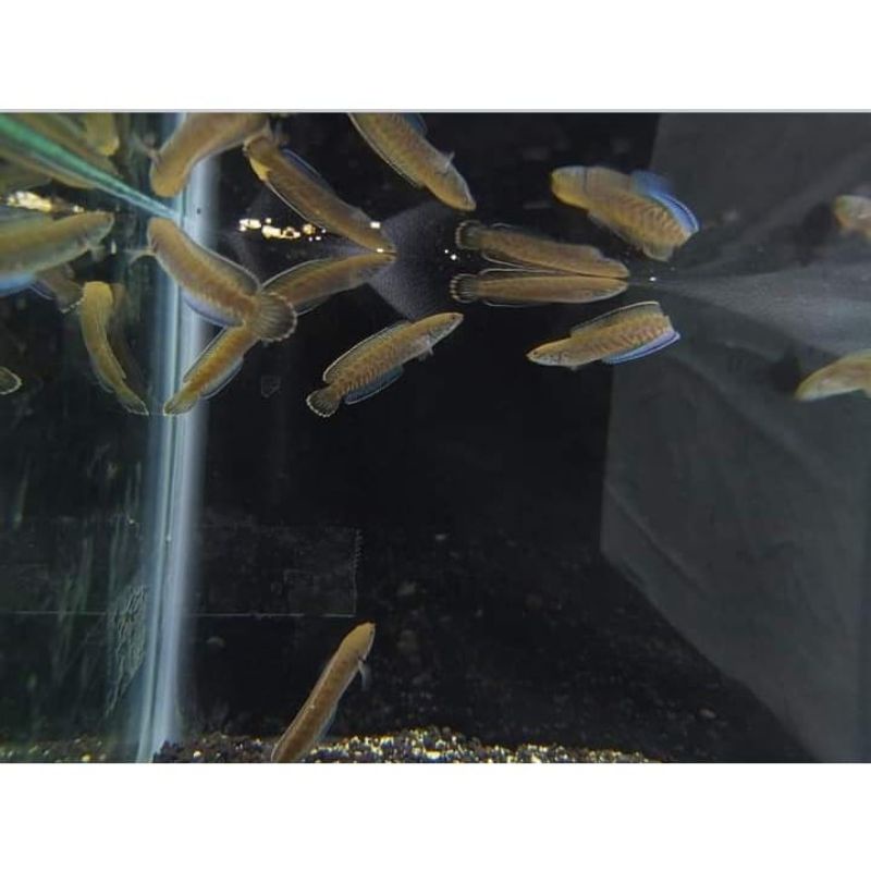 ANDRAO 6-7CM/KUALITAS GRADE A