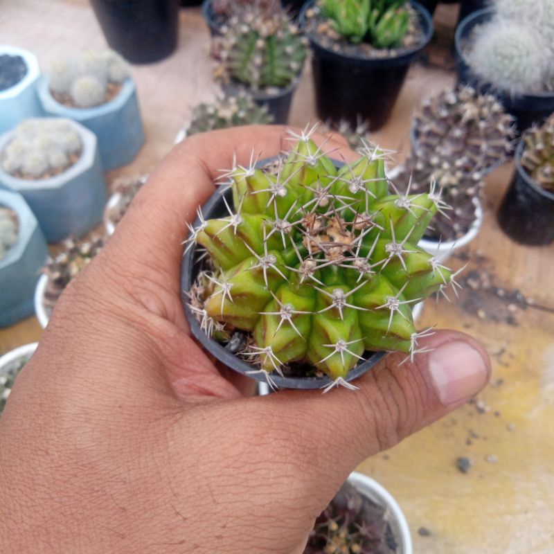 kaktus gymnocalycium